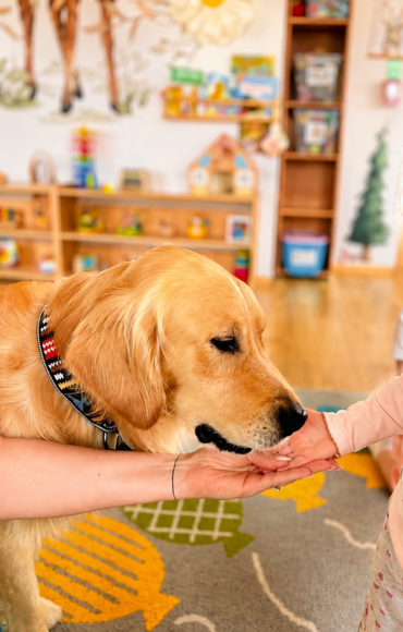 Dogoterapia – Akademia Malucha